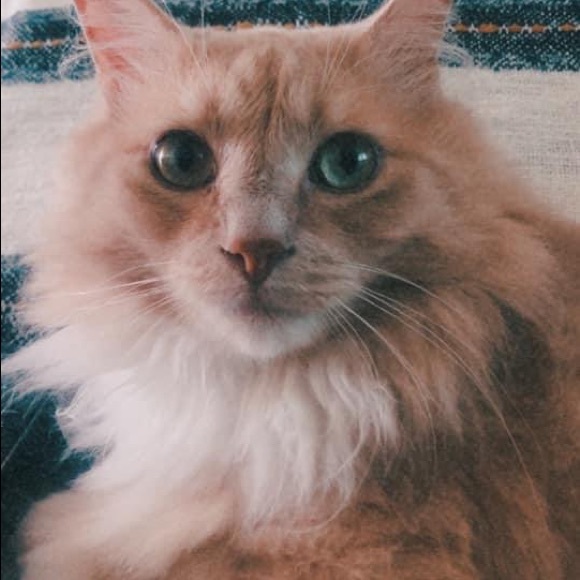 Meet your Posher, Nadine - Picture 1 of 1